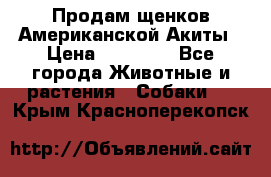 Продам щенков Американской Акиты › Цена ­ 25 000 - Все города Животные и растения » Собаки   . Крым,Красноперекопск